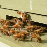 Honeybees and Hive