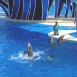 Captive Dolphins