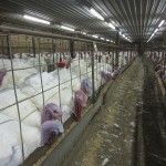 Farmed Turkeys