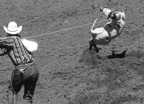 The Calgary Stampede: Abject Cruelty and Death
