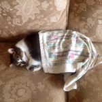 Chimpy Under a Blanket