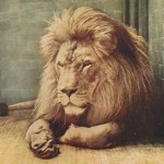 Zoo-ed Lion