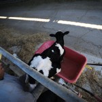 Kidnapping a Baby Cow