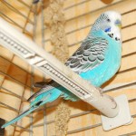 Caged Budgie