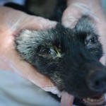 SPCA Seizure at a Fur Farm in Quebec, Canada