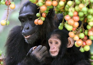 Chimps in their Natural Habitat