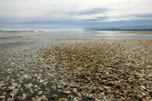 Dead clams on Chilean shores