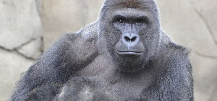 The Life and Death of Harambe: Captivity in the Cincinnati Zoo