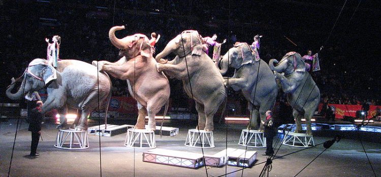 The Lights Go Out in the Ringling Big Top: A Vegan View